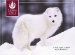 Books : Winter Wildlife Boxed Assorted Sierra Club Holiday Cards