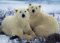 Books : Polar Bears, Sierra Club Boxed Holiday Cards