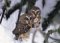 Books : Saw-whet Owl, Sierra Club Boxed Holiday Cards
