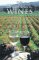 Books : From Vines to Wines: The Complete Guide to Growing Grapes and Making Your Own Wine